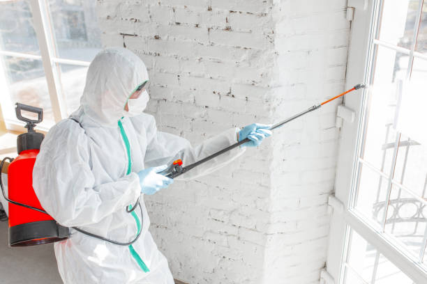 Mold Odor Removal Services in Oakwood Hills, IL